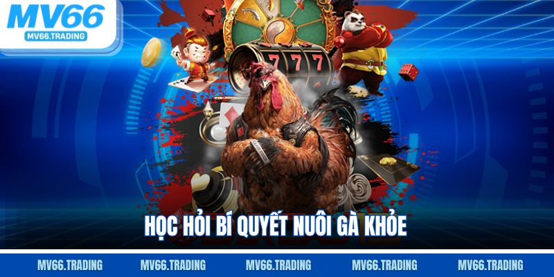 Học hỏi bí quyết nuôi gà khỏe